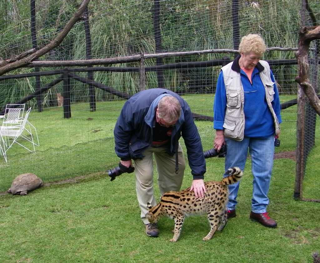 Serval cat